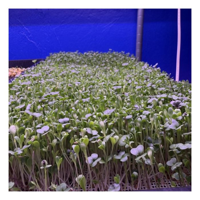 Lettuce and Mesclun Mix — 5"x5" Clamshell (1.5–2 oz)