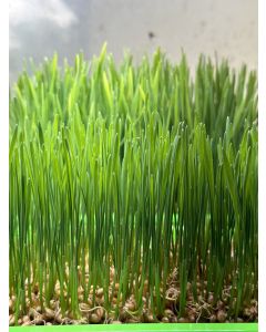 Wheat Grass-5"x5" (1.5-2 oz)