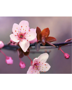 Wickless Candle-Cherry Blossom-2 oz tin