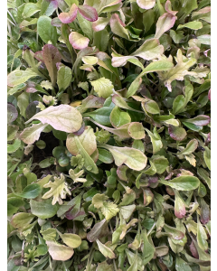 Lettuce and Mesclun Mix Full Tray