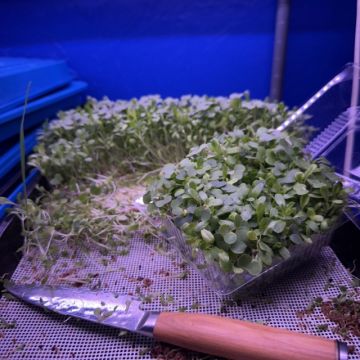 Lettuce and Mesclun Mix — 5"x5" Clamshell (1.5–2 oz)