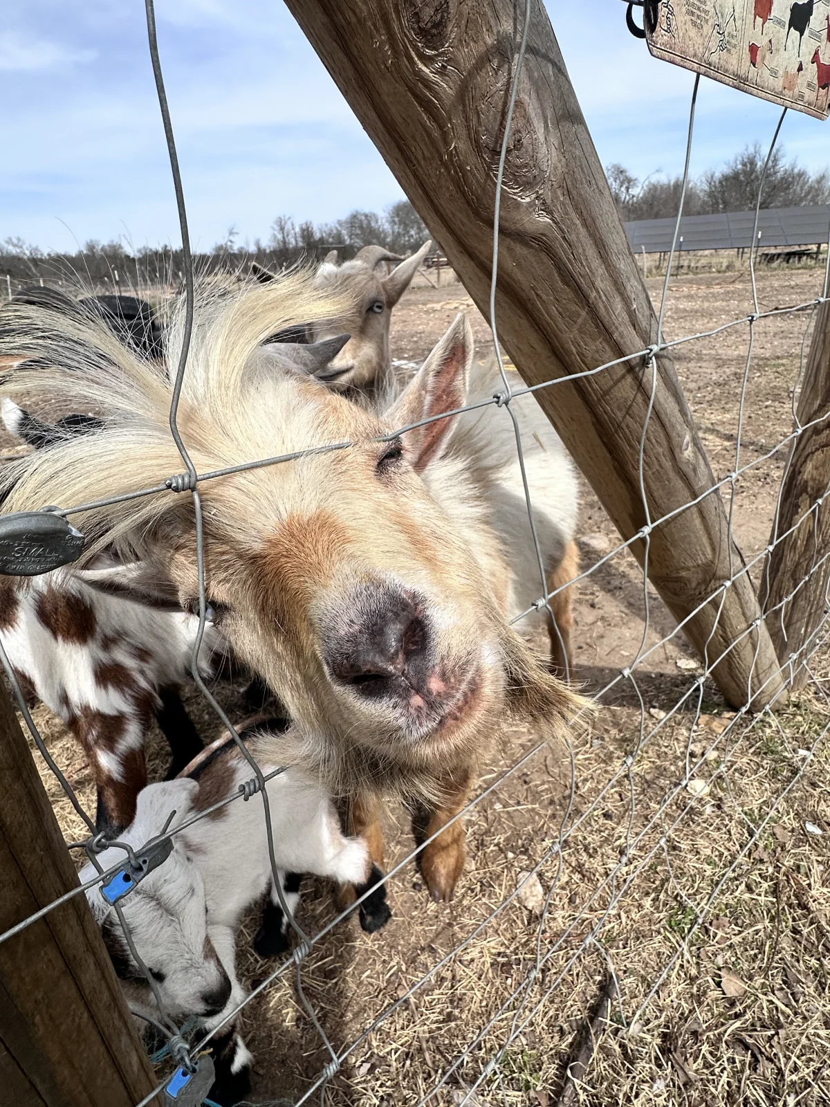 Toto, one of the Blue Dragon Hollow stud goats