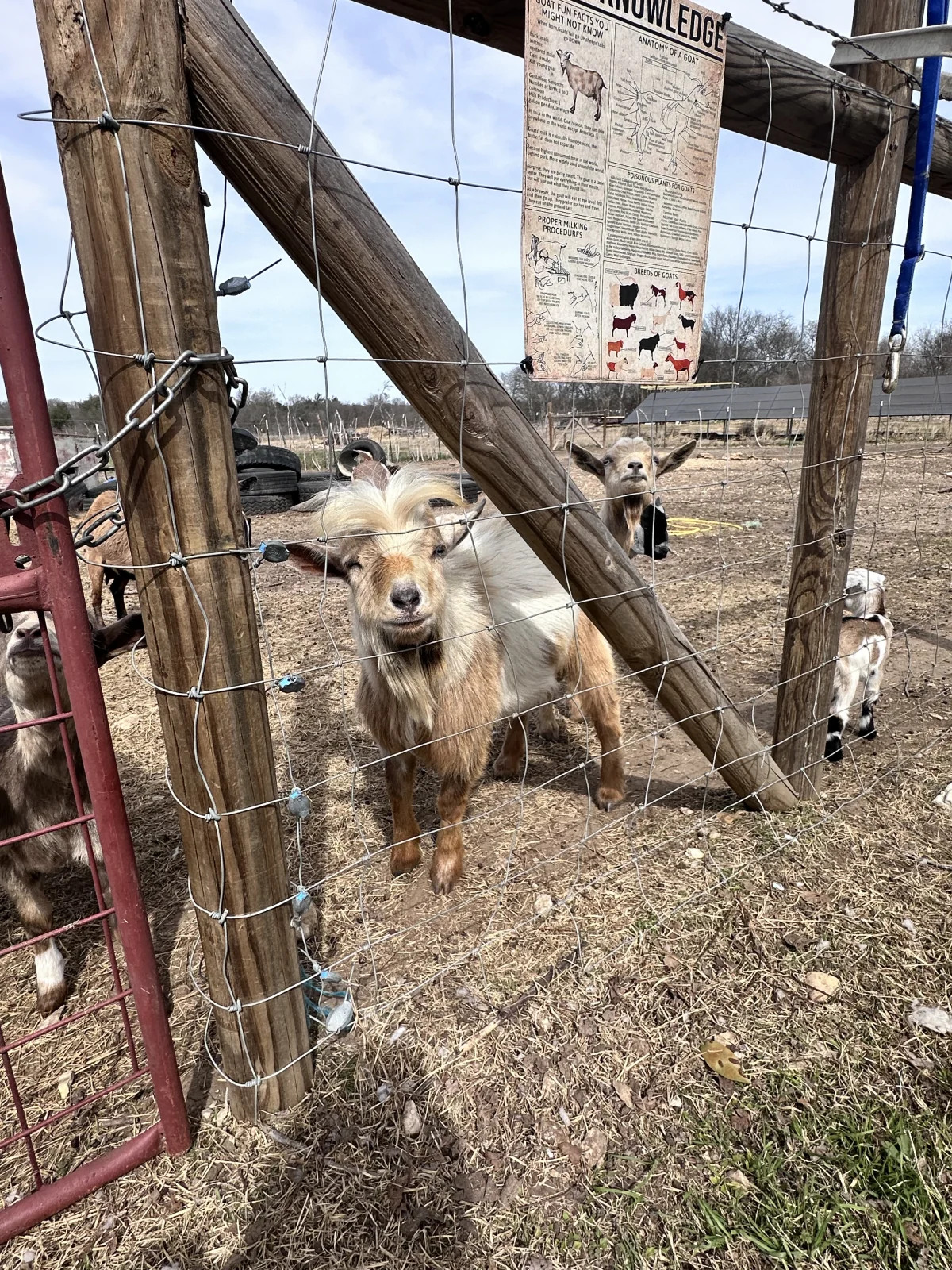 Toto the stud goat at Blue Dragon Hollow