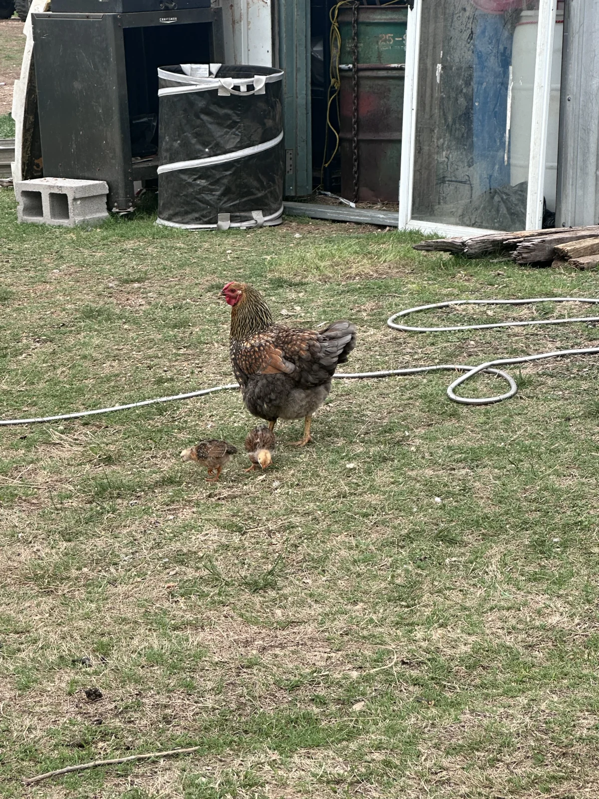 A free-range hen with her chicks at Blue Dragon Hollow