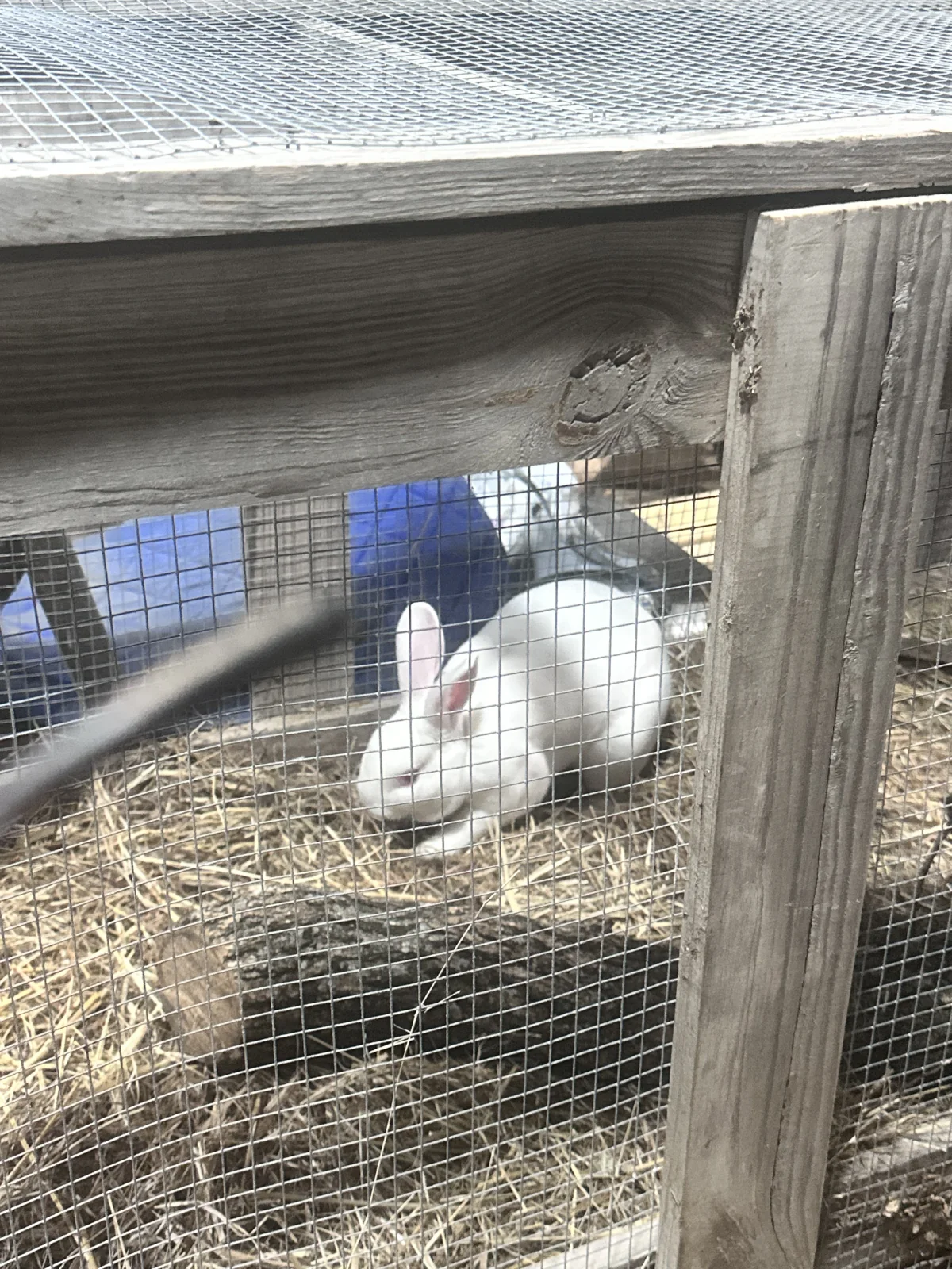 Cilantro, a male mini rex rabbit at Blue Dragon Hollow