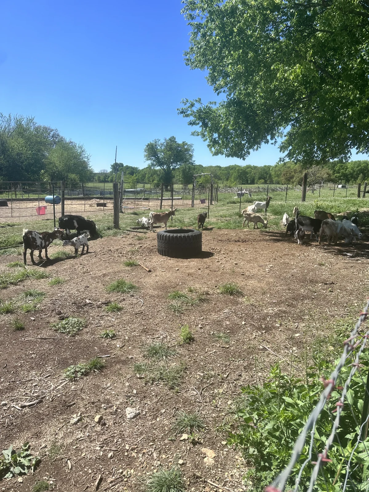 Goats grazing at Blue Dragon Hollow Farm