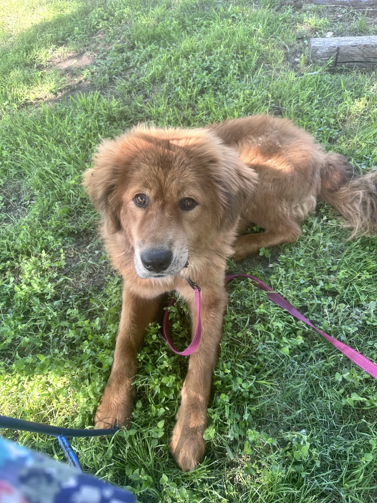 Milo, the Blue Dragon Hollow farm dog