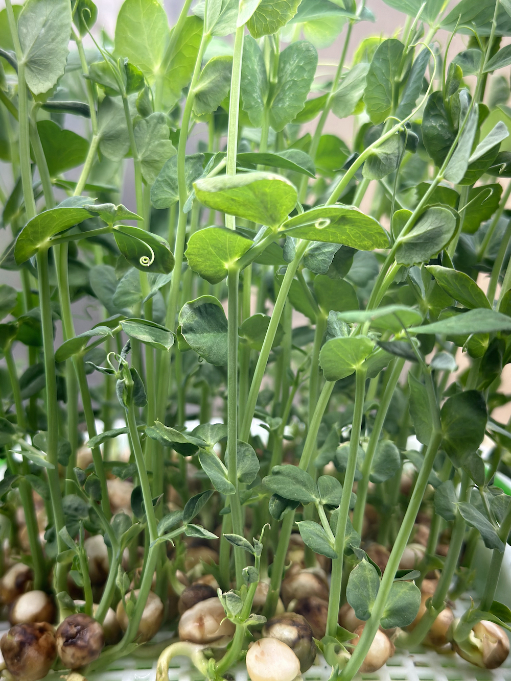 micro greens